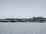 Elkhorn Slough 005  Elkhorn Slough